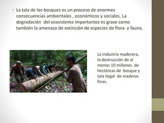 • La tala de los bosques es un proceso de enormes
consecuencias ambientales , económicos y sociales. La
degradación del ecosistema importantes es grave como
también la amenaza de extinción de especies de flora y fauna.
La industria maderera,
la destrucción de al
menos 10 millones de
hectáreas de bosque y
tala ilegal de maderas
finas.
 