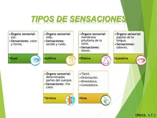 TIPOS DE SENSACIONES
(Meza, s.f.)
•Órgano sensorial:
ojo.
•Sensaciones: color
y forma.
Visual
•Órgano sensorial:
oído.
•Sensaciones:
sonido y ruido.
Auditiva
•Órgano sensorial:
membrana
pituitaria de la
nariz.
•Sensaciones:
olores.
Olfativa
•Órgano sensorial:
papilas de la
lengua.
•Sensaciones:
sabores.
Gustativa
•Órgano sensorial:
determinadas
partes del cuerpos
•Sensaciones: frio
calor.
Térmica
•Táctil.
•Orientación.
•Kinestésica.
•Cenestésica.
Otras
 