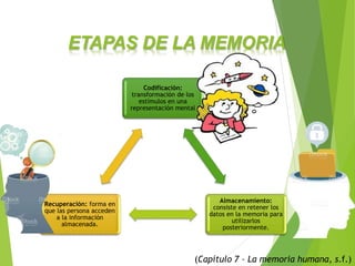 ETAPAS DE LA MEMORIA
Codificación:
transformación de los
estímulos en una
representación mental
Almacenamiento:
consiste en retener los
datos en la memoria para
utilizarlos
posteriormente.
Recuperación: forma en
que las persona acceden
a la información
almacenada.
(Capítulo 7 – La memoria humana, s.f.)
 