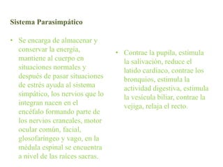 Sistema Parasimpático
• Se encarga de almacenar y
conservar la energía,
mantiene al cuerpo en
situaciones normales y
después de pasar situaciones
de estrés ayuda al sistema
simpático, los nervios que lo
integran nacen en el
encéfalo formando parte de
los nervios craneales, motor
ocular común, facial,
glosofaríngeo y vago, en la
médula espinal se encuentra
a nivel de las raíces sacras.
• Contrae la pupila, estimula
la salivación, reduce el
latido cardiaco, contrae los
bronquios, estimula la
actividad digestiva, estimula
la vesícula biliar, contrae la
vejiga, relaja el recto.
 