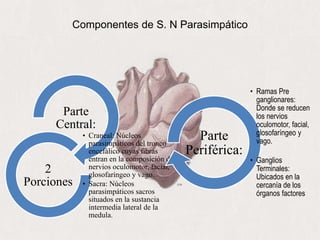 Componentes de S. N Parasimpático
Parte
Central:
• Craneal: Núcleos
parasimpáticos del tronco
encefálico cuyas fibras
entran en la composición de
nervios oculomotor, facial,
glosofaríngeo y vago.
• Sacra: Núcleos
parasimpáticos sacros
situados en la sustancia
intermedia lateral de la
medula.
2
Porciones
• Ramas Pre
ganglionares:
Donde se reducen
los nervios
oculomotor, facial,
glosofaríngeo y
vago.
• Ganglios
Terminales:
Ubicados en la
cercanía de los
órganos factores
Parte
Periférica:
 