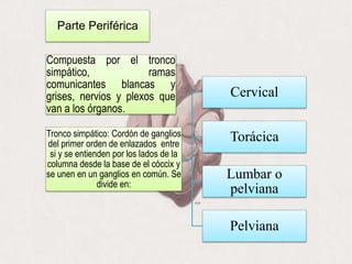 Parte Periférica
Compuesta por el tronco
simpático, ramas
comunicantes blancas y
grises, nervios y plexos que
van a los órganos.
Tronco simpático: Cordón de ganglios
del primer orden de enlazados entre
si y se entienden por los lados de la
columna desde la base de el cóccix y
se unen en un ganglios en común. Se
divide en:
Cervical
Torácica
Lumbar o
pelviana
Pelviana
 