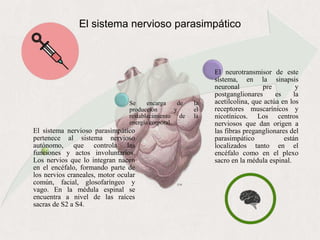 El sistema nervioso parasimpático
pertenece al sistema nervioso
autónomo, que controla las
funciones y actos involuntarios.
Los nervios que lo integran nacen
en el encéfalo, formando parte de
los nervios craneales, motor ocular
común, facial, glosofaríngeo y
vago. En la médula espinal se
encuentra a nivel de las raíces
sacras de S2 a S4.
Se encarga de la
producción y el
restablecimiento de la
energía corporal.
El neurotransmisor de este
sistema, en la sinapsis
neuronal pre y
postganglionares es la
acetilcolina, que actúa en los
receptores muscarínicos y
nicotínicos. Los centros
nerviosos que dan origen a
las fibras preganglionares del
parasimpático están
localizados tanto en el
encéfalo como en el plexo
sacro en la médula espinal.
El sistema nervioso parasimpático
 