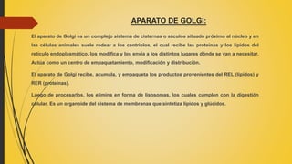 APARATO DE GOLGI:
El aparato de Golgi es un complejo sistema de cisternas o sáculos situado próximo al núcleo y en
las células animales suele rodear a los centriolos, el cual recibe las proteínas y los lípidos del
retículo endoplasmático, los modifica y los envía a los distintos lugares dónde se van a necesitar.
Actúa como un centro de empaquetamiento, modificación y distribución.
El aparato de Golgi recibe, acumula, y empaqueta los productos provenientes del REL (lípidos) y
RER (proteínas).
Luego de procesarlos, los elimina en forma de lisosomas, los cuales cumplen con la digestión
celular. Es un organoide del sistema de membranas que sintetiza lípidos y glúcidos.
 