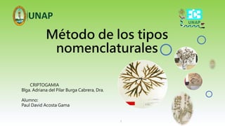 Método de los tipos
nomenclaturales
1
CRIPTOGAMIA
Blga. Adriana del Pilar Burga Cabrera, Dra.
Alumno:
Paul David Acosta Gama
 