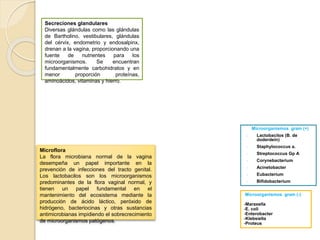 Secreciones glandulares 
Diversas glándulas como las glándulas 
de Bartholino, vestibulares, glándulas 
del cérvix, endometrio y endosalpinx, 
drenan a la vagina, proporcionando una 
fuente de nutrientes para los 
microorganismos. Se encuentran 
fundamentalmente carbohidratos y en 
menor proporción proteínas, 
aminoácidos, vitaminas y hierro. 
Microflora 
La flora microbiana normal de la vagina 
desempeña un papel importante en la 
prevención de infecciones del tracto genital. 
Los lactobacilos son los microorganismos 
predominantes de la flora vaginal normal, y 
tienen un papel fundamental en el 
mantenimiento del ecosistema mediante la 
producción de ácido láctico, peróxido de 
hidrógeno, bacteriocinas y otras sustancias 
antimicrobianas impidiendo el sobrecrecimiento 
de microorganismos patógenos. 
Microorganismos gram (+) 
- Lactobacilos (B. de 
doderdein) 
- Staphylococcus a. 
- Streptococcus Gp A 
- Corynebacterium 
- Acinetobacter 
- Eubacterium 
- Bifidobacterium 
Microorganismos gram (-) 
-Maraxella 
-E. coli 
-Enterobacter 
-Klebsiella 
-Proteus 
 