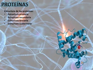 Estructura de las proteínas:
• Estructura primaria
• Estructura secundaria
• Estructura terciaria
• Estructura cuaternaria
 