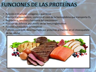 • Función estructural: colágeno y queratina
• Función transportadora, como en el caso de la hemoglobina que transporta O₂
• Reguladora, insulina y hormona del crecimiento
• Función de defensa, por medio de las inmunoglobulinas
• Función catalizadora (enzimática)
• Función contráctil, desempeñada por proteínas presentes en el citoesqueleto
de las células
 
