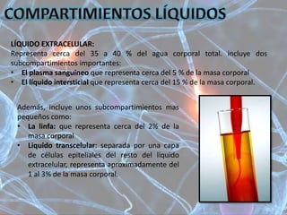 LÍQUIDO EXTRACELULAR:
Representa cerca del 35 a 40 % del agua corporal total. incluye dos
subcompartimientos importantes:
• El plasma sanguíneo que representa cerca del 5 % de la masa corporal
• El líquido intersticial que representa cerca del 15 % de la masa corporal.
Además, incluye unos subcompartimientos mas
pequeños como:
• La linfa: que representa cerca del 2% de la
masa corporal
• Liquido transcelular: separada por una capa
de células epiteliales del resto del líquido
extracelular, representa aproximadamente del
1 al 3% de la masa corporal.
 