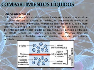 LÍQUIDO INTRACELULAR:
Está constituido por la suma del volumen líquido existente en la totalidad de
las células del cuerpo aunque, en realidad, es una suma de multitud de
subcompartimientos individuales. Representa cerca del 30 al 40 % del peso
corporal. El principio básico utilizado para medir los volúmenes de los
diferentes compartimientos líquidos del organismo, es el principio de dilución.
Un cálculo sencillo nos permite establecer que: Volumen Total del
Compartimiento = Cantidad sustancia añadida - cantidad de sustancia
excretada
 