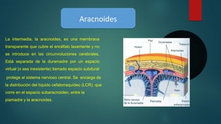 AracnoidesAracnoides
La  intermedia,  la  aracnoides,  es  una  membrana 
transparente que cubre el encéfalo laxamente y no 
se  introduce  en  las  circunvoluciones  cerebrales. 
Está  separada  de  la  duramadre  por  un  espacio 
virtual (o sea inexistente) llamado espacio subdural
 protege al sistema nervioso central. Se  encarga de 
la distribución del líquido cefalorraquídeo (LCR), que 
corre en el espacio subaracnoideo, entre la 
piamadre y la aracnoides. 
 