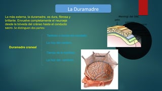 La más externa, la duramadre, es dura, fibrosa y 
brillante. Envuelve completamente el neuroeje 
desde la bóveda del cráneo hasta el conducto 
sacro. Se distinguen dos partes:
La DuramadreLa Duramadre
Duramadre craneal
  Tentorio o tienda del cerebelo.
La hoz del cerebro.
Tienda de la hipófisis. 
La hoz del  cerebelo
 