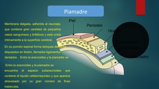 PiamadrePiamadre
Membrana delgada, adherida al neuroeje, 
que  contiene  gran  cantidad  de  pequeños 
vasos sanguíneos y linfáticos y está unida 
íntimamente a la superficie cerebral. 
En su porción espinal forma tabiques dentados 
dispuestos en festón, llamados ligamentos 
dentados  . Entre la aracnoides y la piamadre se 
 Entre la aracnoides y la piamadre se 
encuentra  el  espacio  subaracnoideo  que 
contiene el líquido cefalorraquídeo y que aparece 
atravesado  por  un  gran  número  de  finas 
trabéculas.
 