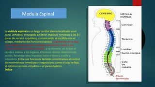 La médula espinal es un largo cordón blanco localizado en el
canal vertebral, encargada de llevar impulsos nerviosos a los 31
pares de nervios raquídeos, comunicando el encéfalo con el
cuerpo, mediante dos funciones básicas: la aferente, en la que
son llevadas sensaciones sensitivas del tronco, cuello y los
cuatro miembros hacia el cerebro, y la eferente, en la que el
cerebro ordena a los órganos efectores realizar determinada
acción, llevando estos impulsos hacia el tronco, cuello y
miembros. Entre sus funciones también encontramos el control
de movimientos inmediatos y vegetativos, como el acto reflejo,
el sistema nervioso simpático y el parasimpático.
Índice
Medula EspinalMedula Espinal
 