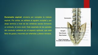 Duramadre espinal:  encierra  por  completo  la  médula 
espinal. Por arriba, se adhiere al agujero occipital y por 
abajo  termina  a  nivel  de  las  vertebras  sacras  formando 
un embudo, el cono dural. Está separada de las paredes 
del conducto vertebral por el espacio epidural, que está 
lleno de grasa y recorrido por arteriolas y plexos venosos. 
 