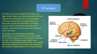 El CerebroEl Cerebro
Constituye la masa principal del encéfalo y es
lugar donde llegan las señales procedentes de los
órganos de los sentidos, de las terminaciones
nerviosas nociceptivas y propioceptivas. Se
desarrolla a partir del telencéfalo. El cerebro
procesa toda la información procedente del
exterior y del interior del cuerpo y las almacena
como recuerdos.
Se divide en dos hemisferios cerebrales, 
separados por una profunda fisura, pero unidos 
por su parte inferior por un haz de fibras nerviosas 
de unos 10 cm llamado cuerpo calloso que 
permite la comunicación entre ambos, su complejo 
desarrollo justifica el nivel superior de inteligencia 
del hombre comparándose con el de los animales.
 
