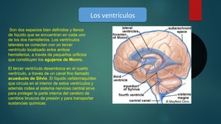  Son dos espacios bien definidos y llenos 
de líquido que se encuentran en cada uno 
de los dos hemisferios. Los ventrículos 
laterales se conectan con un tercer 
ventrículo localizado entre ambos 
hemisferios, a través de pequeños orificios 
que constituyen los agujeros de Monro.
Los ventrículosLos ventrículos
El tercer ventrículo desemboca en el cuarto 
ventrículo, a través de un canal fino llamado 
acueducto de Silvio. El líquido cefalorraquídeo 
que circula en el interior de estos ventrículos y 
además rodea al sistema nervioso central sirve 
para proteger la parte interna del cerebro de 
cambios bruscos de presión y para transportar 
sustancias químicas. 
 