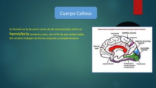 Cuerpo CallosoCuerpo Calloso
Su función es la de servir como vía de comunicación entre un
hemisferiocerebral y otro, con el fin de que ambos lados
del cerebro trabajen de forma conjunta y complementaria.
 