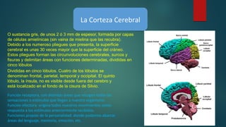 La Corteza CerebralLa Corteza Cerebral
O sustancia gris, de unos 2 ó 3 mm de espesor, formada por capas
de células amielínicas (sin vaina de mielina que las recubra).
Debido a los numeroso pliegues que presenta, la superficie
cerebral es unas 30 veces mayor que la superficie del cráneo.
Estos pliegues forman las circunvoluciones cerebrales, surcos y
fisuras y delimitan áreas con funciones determinadas, divididas en
cinco lóbulos
Divididas en cinco lóbulos. Cuatro de los lóbulos se
denominan frontal, parietal, temporal y occipital. El quinto
lóbulo, la ínsula, no es visible desde fuera del cerebro y
está localizado en el fondo de la cisura de Silvio.
Función receptora, con distintas áreas que recogen todas las
sensaciones o estímulos que llegan a nuestro organismo.
Función efectora: origina todos nuestros movimientos como
respuesta a los estímulos anteriormente recibidos.
Funciones propias de la personalidad: donde podemos abarcar
áreas del lenguaje, memoria, emoción, etc.
 