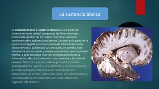 La sustancia blancaLa sustancia blanca
La sustancia blanca (o materia blanca) es una parte del
sistema nervioso central compuesta de fibras nerviosas
mielinizadas (cubiertas de mielina. Las fibras nerviosas
contienen sobre todo muchos axones (un axón es la parte de la
neurona encargada de la transmisión de información a otra
célula nerviosa). La llamada sustancia gris, en cambio, está
compuesta por las somas y cuerpos neuronales, que no poseen
mielina, y se la relaciona más con el procesamiento de la
información, afecta activamente como aprende y funciona el
cerebro. Mientras que la materia gris está asociada
principalmente con el procesamiento y el conocimiento,
la materia blanca modula la distribución de los
potenciales de acción, actuando como un retransmisor y
coordinando la comunicación entre las diferentes
regiones del cerebro.
 