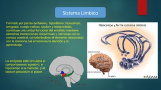 Sistema LímbicoSistema Límbico
Formado por partes del tálamo, hipotálamo, hipocampo,
amígdala, cuerpo calloso, septum y mesencéfalo,
constituye una unidad funcional del encéfalo mantiene
estrechas interacciones bioquímicas y nerviosas con la
corteza cerebral, considerándose el elemento relacionado
con la memoria, las emociones la atención y el
aprendizaje.
La amígdala está vinculada al
comportamiento agresivo, el
hipocampo a la memoria, y el
septum pelucidum al placer.
 