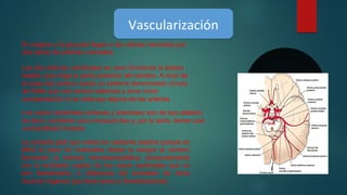 VascularizaciónVascularización
El oxígeno y la glucosa llegan a las células nerviosas por
dos pares de arterias craneales.
Las dos arterias vertebrales se unen formando la arteria
basilar, que irriga la parte posterior del cerebro. A nivel de
la base del cerebro existe un sistema denominado círculo
de Willis que une ambos sistemas y sirve como
compensación si se obstruye alguna de las arterias
Los vasos cerebrales (arterias y arteriolas) son de tipo elástico,
es decir, contienen poco músculo liso y, por lo tanto, tienen una
contractilidad limitada.
La cubierta glial que rodea los capilares explica porqué es
dificil el paso de materiales desde la sangre al cerebro
formando la barrera hematoencefálica (conjuntamente
con el endotelio capilar de los vasos cerebrales que no
son fenestrados, a diferencia del endotelio de otros
muchos órganos que tiene poros o fenestraciones)
 