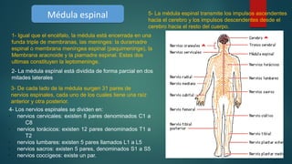1- Igual que el encéfalo, la médula está encerrada en una
funda triple de membranas, las meninges: la duramadre
espinal o membrana meníngea espinal (paquimeninge), la
Membrana aracnoide y la piamadre espinal. Estas dos
ultimas constituyen la leptomeninge.
Médula espinalMédula espinal
2- La médula espìnal está dividida de forma parcial en dos
mitades laterales
3- De cada lado de la médula surgen 31 pares de
nervios espinales, cada uno de los cuales tiene una raíz
anterior y otra posterior.
4- Los nervios espinales se dividen en:
•
nervios cervicales: existen 8 pares denominados C1 a
C8
•
nervios torácicos: existen 12 pares denominados T1 a
T2
•
nervios lumbares: existen 5 pares llamados L1 a L5
•
nervios sacros: existen 5 pares, denominados S1 a S5
•
nervios coccígeos: existe un par.
5- La médula espinal transmite los impulsos ascendentes
hacia el cerebro y los impulsos descendentes desde el
cerebro hacia el resto del cuerpo.
 