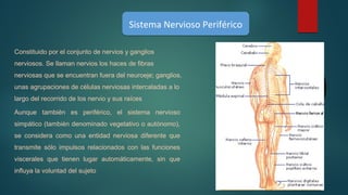 Sistema Nervioso PeriféricoSistema Nervioso Periférico
Constituido por el conjunto de nervios y ganglios
nerviosos. Se llaman nervios los haces de fibras
nerviosas que se encuentran fuera del neuroeje; ganglios,
unas agrupaciones de células nerviosas intercaladas a lo
largo del recorrido de los nervio y sus raíces
Aunque también es periférico, el sistema nervioso
simpático (también denominado vegetativo o autónomo),
se considera como una entidad nerviosa diferente que
transmite sólo impulsos relacionados con las funciones
viscerales que tienen lugar automáticamente, sin que
influya la voluntad del sujeto
 