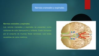 Nervios craneales y espinales
Los nervios craneales y espinales se presentan como
cordones de color blanquecino y brillante. Están formados
por el conjunto de muchas fibras nerviosas, casi todas
revestidas de vaina mielínica.
Nervios craneales y espinalesNervios craneales y espinales
 