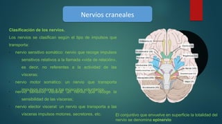 Clasificación de los nervios.
Los nervios se clasifican según el tipo de impulsos que
transporta:
•
nervio sensitivo somático: nervio que recoge impulsos
sensitivos relativos a la llamada «vida de relación»,
es decir, no referentes a la actividad de las
vísceras;
•
nervio motor somático: un nervio que transporta
impulsos motores a los músculos voluntarios;•
nervio sensitivo visceral: un nervio que recoge la
sensibilidad de las vísceras;
•
nervio elector visceral: un nervio que transporta a las
vísceras impulsos motores, secretores, etc.
Nervios cranealesNervios craneales
El conjuntivo que envuelve en superficie la totalidad del
nervio se denomina epinervio
 