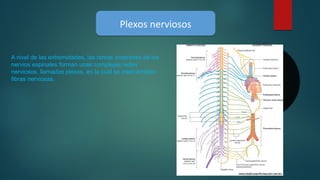 Plexos nerviososPlexos nerviosos
A nivel de las extremidades, las ramas anteriores de los
nervios espinales forman unas complejas redes
nerviosos, llamadas plexos, en la cual se intercambian
fibras nerviosas.
 