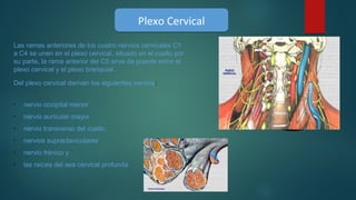 Plexo CervicalPlexo Cervical
Las ramas anteriores de los cuatro nervios cervicales C1
a C4 se unen en el plexo cervical, situado en el cuello por
su parte, la rama anterior del C5 sirve de puente entre el
plexo cervical y el plexo branquial .
Del plexo cervical derivan los siguientes nervios:
•
nervio occipital menor
•
nervio auricular mayor
•
nervio transverso del cuello,
•
nervios supraclaviculares
•
nervio frénico y
•
las raíces del asa cervical profunda
 