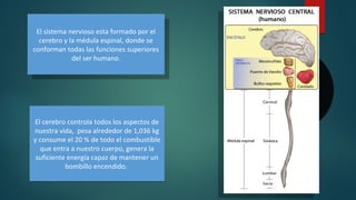 El sistema nervioso esta formado por el
cerebro y la médula espinal, donde se
conforman todas las funciones superiores
del ser humano.
El sistema nervioso esta formado por el
cerebro y la médula espinal, donde se
conforman todas las funciones superiores
del ser humano.
El cerebro controla todos los aspectos de
nuestra vida, pesa alrededor de 1,036 kg
y consume el 20 % de todo el combustible
que entra a nuestro cuerpo, genera la
suficiente energía capaz de mantener un
bombillo encendido.
El cerebro controla todos los aspectos de
nuestra vida, pesa alrededor de 1,036 kg
y consume el 20 % de todo el combustible
que entra a nuestro cuerpo, genera la
suficiente energía capaz de mantener un
bombillo encendido.
 