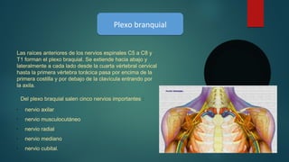 Plexo branquialPlexo branquial
Las raíces anteriores de los nervios espinales C5 a C8 y
T1 forman el plexo braquial. Se extiende hacia abajo y
lateralmente a cada lado desde la cuarta vértebral cervical
hasta la primera vértebra torácica pasa por encima de la
primera costilla y por debajo de la clavícula entrando por
la axila.
Del plexo braquial salen cinco nervios importantes :
•
nervio axilar
•
nervio musculocutáneo
•
nervio radial
•
nervio mediano
•
nervio cubital.
 