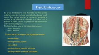 Plexo lumbosacroPlexo lumbosacro
El plexo lumbosacro está formado por las ramas
anteriores de los nervios espinales lumbares y del
sacro. Sus ramas aportan la inervación sensorial y
motora a los miembros inferiores. Las rams L1-L3
forman el plexo lumbar cuyas raíces se encuentran
entre el musculo psoas.
El plexo lumbar origina los siguientes nervios:
•
nervio obturador
•
nervio femoral .
•
nervio ciático
•
nervio peronela común
•
nervio tibial
•
nervios glúteos superior e inferior
•
nervio pudendo y nervios perineales
El plexo sacro da origen a los siguientes nervios
 