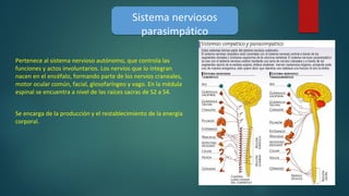 Sistema nerviosos
parasimpático
Sistema nerviosos
parasimpático
Pertenece al sistema nervioso autónomo, que controla las
funciones y actos involuntarios. Los nervios que lo integran
nacen en el encéfalo, formando parte de los nervios craneales,
motor ocular común, facial, glosofaríngeo y vago. En la médula
espinal se encuentra a nivel de las raíces sacras de S2 a S4.
Se encarga de la producción y el restablecimiento de la energía
corporal.
 