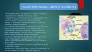 Transición de los impulsos del sistema nervioso autónomoTransición de los impulsos del sistema nervioso autónomo
En la transmisión de los impulsos nerviosos del sistema
simpático interviene la norepinefrina como
neurotransmisor, mientras que en el parasimpático es la
acetilcolina, por lo que ambos sistemas también
reciben el nombre de sistema adrenérgico y sistema
colinérgico respectivamente.
Las neuronas autonómicas se caracterizan por disponer
en las ramas terminales de los axones de unas
varicosidades o ensanchamientos que contienen las
vesículas sinápticas, unos pequeños contenedores en
donde se encuentran los neurotransmisores.
Los axones no están recubiertos de vainas de mielina
para permitir que los neurotransmisores puedan
llegar a los receptores de las células de músculo liso o
glandulares
Al llegar los neurotramisores a estos receptores se abren
los canales iónicos
situados en la membrana de las células, lo que permite la
entrada de iones, es decir de cargas eléctricas.
 