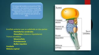 Encéfalo anterior que se subdivide en dos partes:
Hemisferios cerebrales
Diencéfalo (tálamo e hipotálamo)
Tronco encefálico
Mesencéfalo
Protuberancia
Bulbo raquídeo
Cerebelo
Médula espinal
 