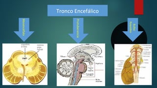 Tronco Encefálico
Protuberancia
Bulbo
Raquídeo
Mesencéfalo
 