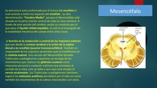 MesencéfaloMesencéfalo
la función es la conducción y control de los impulsos motores
que van desde la corteza cerebral a la unión de la espina
dorsal y en encéfalo (puente troncoencefálico). También es
responsable de los impulsos sensoriales que se manifiestan en
la médula espinal. Una sección del Mesencéfalo llamada
Tubérculos cuadragésimos superiores se encarga de los
movimientos que realizan los glóbulos oculares como
respuesta sensorial a cualquier estímulo que provoque al
sentido de la vista, esto se debe a que aquí está situado el
nervio oculomotor. Los Tubérculos cuadrigéminos interiores
registra los estímulos auditivos percibidos por el oído así como
también los movimientos de la cabeza relacionados con estos.
Su estructura está conformada por el tronco del encéfalo el
cual conecta a todos los espacios del encéfalo . su otra
denominación, “Cerebro Medio”, porque el Mesencéfalo está
situado en la parte interior central de toda la masa cerebral. A
través de esta sección del cerebro, existe un conducto por el
que pasa el líquido cefalorraquídeo, el cual es el encargado de
la estabilidad mecánica del cuerpo entre otras cosas.
 