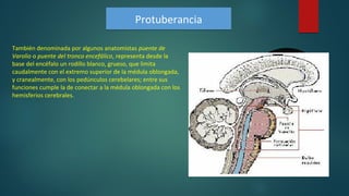 ProtuberanciaProtuberancia
También denominada por algunos anatomistas puente de
Varolio o puente del tronco encefálico, representa desde la
base del encéfalo un rodillo blanco, grueso, que limita
caudalmente con el extremo superior de la médula oblongada,
y cranealmente, con los pedúnculos cerebelares; entre sus
funciones cumple la de conectar a la médula oblongada con los
hemisferios cerebrales.
 