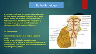 Se encuentra en la base del cerebro, tiene substancia
gris en el interior y blanca en el exterior, en su parte
inferior muchas de las fibras nerviosas sensitivas y
motoras se cruzan del lado derecho al izquierdo y
viceversa, de ahí que cada hemisferio controle
principalmente el lado opuesto del cuerpo.
Sus funciones son:
Transmisión de impulsos de la medula espinal al
cerebro.
Regular la secreción de los jugos digestivos.
Controla: la tos, el vomito, el estornudo, la deglución, y
en consonancia a los mismos músculos que se necesitan
para la deglución, al habla.
Bulbo RaquídeoBulbo Raquídeo
 