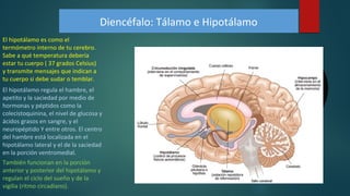 Diencéfalo: Tálamo e Hipotálamo
El hipotálamo es como el
termómetro interno de tu cerebro.
Sabe a qué temperatura debería
estar tu cuerpo ( 37 grados Celsius)
y transmite mensajes que indican a
tu cuerpo si debe sudar o temblar.
El hipotálamo regula el hambre, el
apetito y la saciedad por medio de
hormonas y péptidos como la
colecistoquinina, el nivel de glucosa y
ácidos grasos en sangre, y el
neuropéptido Y entre otros. El centro
del hambre está localizada en el
hipotálamo lateral y el de la saciedad
en la porción ventromedial.
También funcionan en la porción
anterior y posterior del hipotálamo y
regulan el ciclo del sueño y de la
vigilia (ritmo circadiano).
 