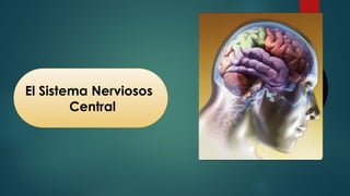 El Sistema Nerviosos
Central
 