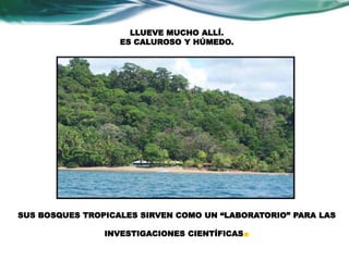 LLUEVE MUCHO ALLÍ. 
ES CALUROSO Y HÚMEDO. 
SUS BOSQUES TROPICALES SIRVEN COMO UN “LABORATORIO” PARA LAS 
INVESTIGACIONES CIENTÍFICAS 
. 
 
