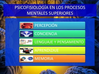 PSICOFISIOLOGÍA EN LOS PROCESOS
MENTALES SUPERIORES
PERCEPCIÓN
CONCIENCIA
LENGUAJE Y PENSAMIENTO
APRENDIZAJE
MEMORIA
 