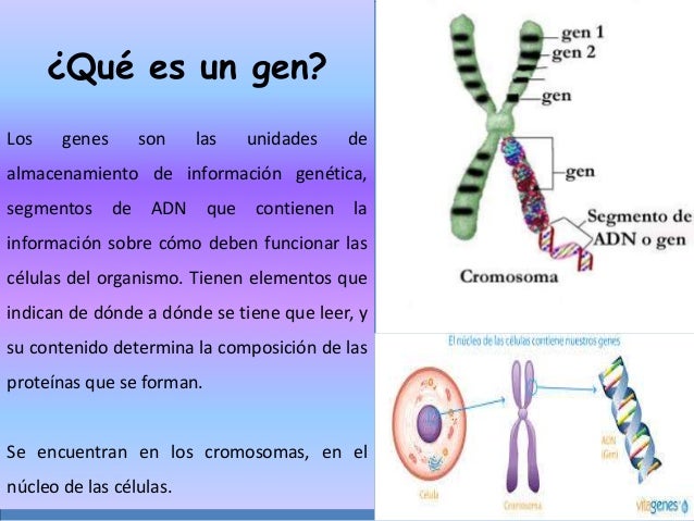 Tarea 2 y conducta slideshare marilin gonzalez
