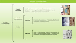 COMPLEJO PULPODENTINARIO
COMPLEJO
PULPODENTINARIO
TÚBULOS
DENTINARIOS
ZONA SUB
ODONTOBLÁSTICA
DENTINA
Son espacios tubulares en la dentina que están llenos de líquido tisular y que son
ocupados en parte por prolongaciones de los odontoblastos (se extienden a través de todo
el espesor de la dentina desde la unión amelodentinaria hasta la pulpa). Su trayecto se
describe que es en forma de “S”. Los túbulos dentinarios hacen permeable a la dentina y
permite una vía de entrada para microorganismos, sustancias, toxinas, etc.
PERIPULPAR
DEL MANTO
Se encuentran en la capa externa de la dentina primaria, difiere del resto de
la dentina anteriormente mencionada ya que es la primera capa formada
por odontoblastos recientemente diferenciados.
Consiste en la matriz orgánica que permanece no mineralizada porque los
glóbulos de mineralización no se han fusionado. Se forma después de la
dentina de manto, constituye la mayor parte de la dentina evolucionada.
 