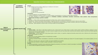 MACRO ESTRUCTURAS DEL PERIODONTO
TEJIDOS
PERIODONTALES DE
SOPORTE
LIGAMENTO
PERIODONTAL
Anatomía
 Está constituido por haces de fibras colágenas que se clasifican de esta manera:
 Fibras de la cresta alveolar
 Fibras horizontales
 Fibras principales/oblicuas
 Fibras apicales
 Fibras de la zona interradicular
Características
 El ancho del ligamento es de aproximadamente 0.25 mm.
 Las fibras del ligamento se insertan en hueso y en cemento radicular, mineralizándose en el interior de ambos tejidos calcificados
 Las células contenidas en el ligamento periodontal son fibroblastos, osteoblastos, cementoblastos, osteoclastos, cementoclastos, células epiteliales, células mesenquimatosas
indiferenciadas, macrófagos, mastocitos y eosinófilos.
Funciones
 Formativa - contiene células necesarias para neoformación de fibras, hueso, cemento, sustancia fundamental, etc.
 Remodelación - durante el movimiento dental fisiológico, el ligamento interviene en la formación y resorción del cemento y hueso así como de fibras.
 Sensitiva - está muy inervado por fibras nerviosas sensitivas con capacidad para transmitir sensaciones táctiles, de presión y dolor por las vías trigeminales.
 Nutricional - aporta nutrientes al cemento, hueso y la encía por medio de los vasos sanguíneos.
CEMENTO RADICULAR Anatomía
 Cemento acelular - cubre desde el cuello hasta la mitad de la raíz, se forma antes de que el diente alcance su primer contacto oclusal. Las fibras de Sharpey constituyen la mayor
parte de la estructura del cemento acelular. Casi todas se insertan en ángulos rectos, pero otras entran desde varias direcciones distintas. Además se observan otras fibrillas dispuestas
paralelamente con la superficie radicular.
 Cemento celular - se forma luego de que el diente llega al primer contacto oclusal, y en respuesta a exigencias funcionales durante toda la vida. A diferencia del cemento primario,
posee células atrapadas en su matriz.
Características
 Tejido duro con ciertas similitudes al hueso con excepción que es acelular
 No posee inervación alguna.
 Formado por elementos celulares, cementoblastos y cementocitos y una matriz extracelular calcificada, que contiene 50 % de matriz inorgánica, 22 % de materia orgánica y 32 % de
agua.
 Presenta un color más oscuro y opaco que el esmalte, pero menos amarillento que la dentina.
 Menos duro que la dentina y el esmalte y aunque es permeable, es menos que la dentina.
Funciones
 Su función primordial es transmitir fuerzas masticatorias al ligamento periodontal y de esa manera el cemento las amortigüe y las distribuya.
 Anclar las fibras del ligamento periodontal a la raíz del diente.
 