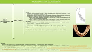 MACRO ESTRUCTURAS DEL PERIODONTO
TEJIDOS
PERIODONTALES DE
SOPORTE
HUESO ALVEOLAR
Anatomía
 Formado por hueso alveolar propio, en el que se insertan las fibras de Sharpey; hueso compacto, formado por la cortical
vestibular y oral, y hueso esponjoso, localizado entre ellos.
 No existe ninguna diferencia característica entre el cuerpo maxilar o mandibular y sus apófisis alveolares respectivas. Sin
embargo, debido a la adaptación funcional, pueden distinguirse dos partes en la apófisis alveolar:
 Hueso alveolar propio, consta de una fina laminilla de hueso que rodea la raíz del diente, sirve de inserción para
las fibras principales del ligamento periodontal.
 Hueso de soporte, es el que rodea al hueso alveolar propio y da soporte al alvéolo. Tiene láminas facial y lingual
de hueso compacto entre las que hay trabeculaciones esponjosas (hueso esponjoso).
Características
 El hueso alveolar depende de la presencia de los dientes para su desarrollo y mantenimiento, y, por tanto, después de la
extracción del diente, se atrofia y está ausente en la anodoncia
 Tejido conjuntivo mineralizado
 Por peso consta de alrededor de un 60% de materia inorgánica, un 25% de materia orgánica y un 15% de agua.
 Por volumen, estas proporciones son del 36, 36 y 28%, respectivamente
Funciones
 Sostener los dientes
 Insertar los músculos, como armazón a la médula ósea y actúa como reservorio de iones, en concreto de calcio.
Bibliografía
 Niklaus P. Lang, Lindhe, J. (2017). Periodontología clínica e implantología odontológica. 6a edición. Editorial Médica Panamericana.
 Sánchez R. CARACTERÍSTICAS MORFOLÓGICAS DEL HUESO ALVEOLAR PARA LA COLOCACIÓN DE IMPLANTES DENTALES. [Internet]. 2018. [citado el 24 de agosto de 2022]. Disponible en: http://eprints.uanl.mx/17798/1/1080291906.pdf
 López J. PERIODONTO NORMAL. [Internet]. De estomatologia2.files.wordpress.com. [citado el 24 de agosto de 2022]. Disponible en: https://estomatologia2.files.wordpress.com/2016/09/periodonto-normal.pdf
 Figueroa M., Gil M. ÓRGANO DENTINO-PULPAR. [Internet]. De ucv.es. 2013. [citado el 24 de agosto de 2022]. Disponible en: http://www.ucv.ve/fileadmin/user_upload/facultad_odontologia/Imagenes/Portal/Odont_Operatoria/%C3%93rgano_Dentino-
Pulpar._Sensibilidad_Dentinaria._01.pdf
 Rivas R. UNIDAD 6: EMBRIOLOGÍA, HISTOLOGÍA Y FISIOLOGÍA PULPAR. [Internet]. De Iztacala.unam.mx. 2011. [citado el 24 de agosto de 2022]. Disponible en: https://www.iztacala.unam.mx/rrivas/histologia4.html
 